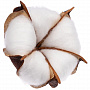 картинка Цветок хлопка Cotton, белый от магазина Одежда+