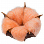 картинка Цветок хлопка Cotton, оранжевый от магазина Одежда+