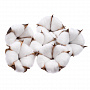 картинка Цветок хлопка Cotton, белый от магазина Одежда+